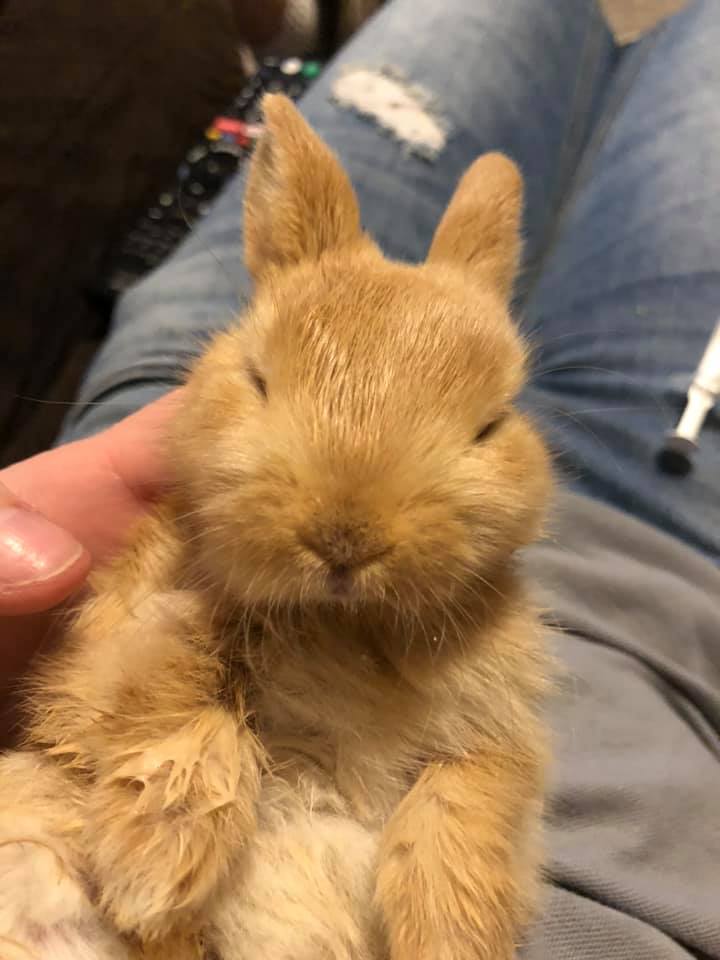 baby bun 033019 baby bun 033019
