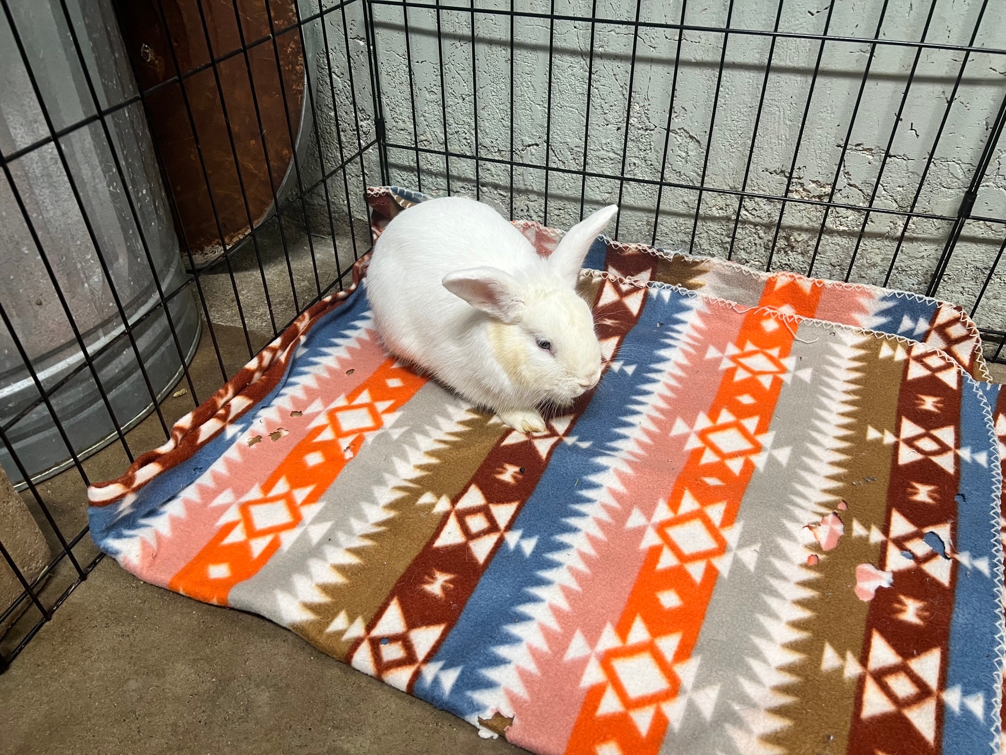 Bun Jovi