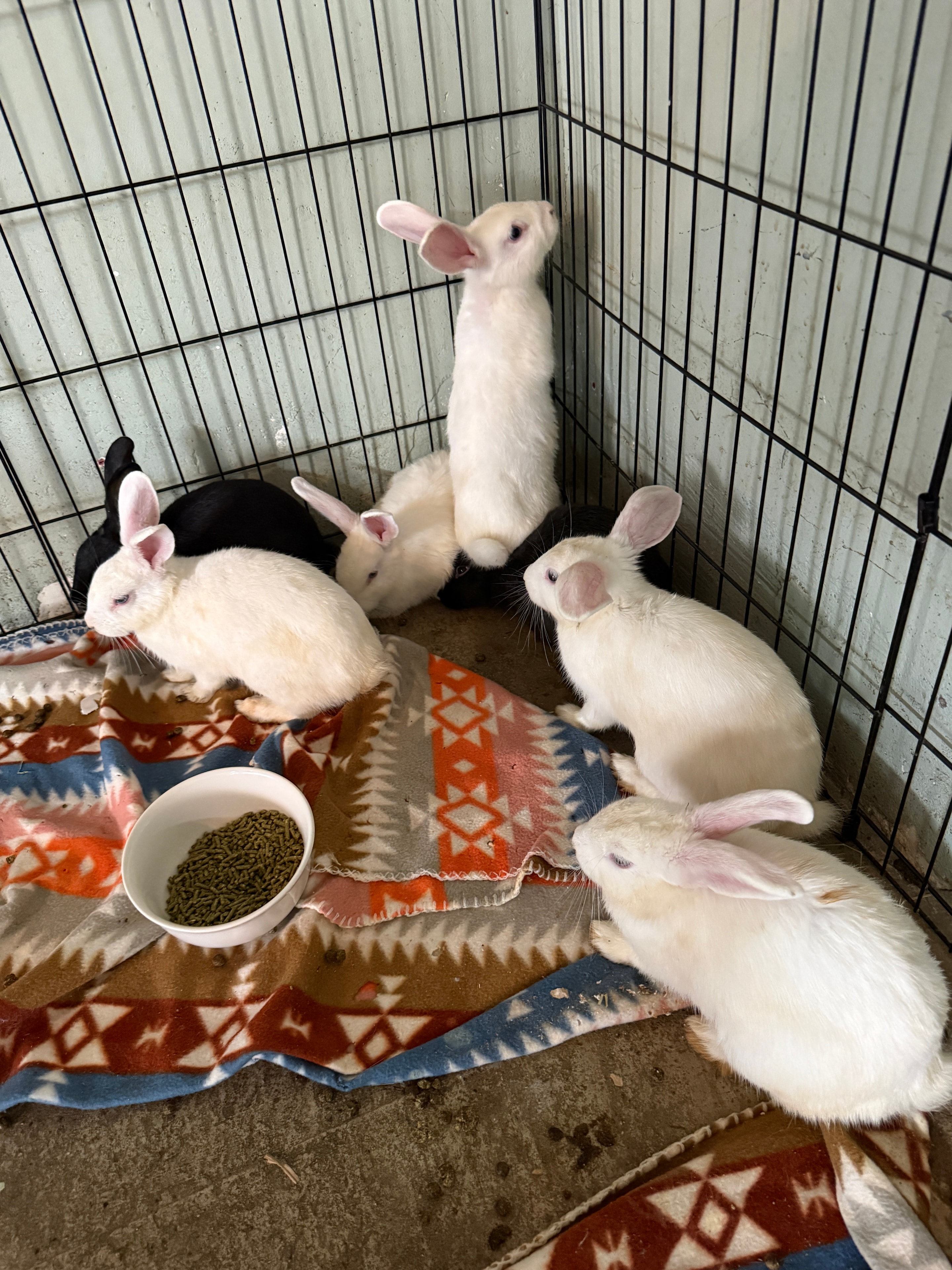 Scully, Bun Jovi, Sir Elton, Mahomes, Brady, Kike & Mookie