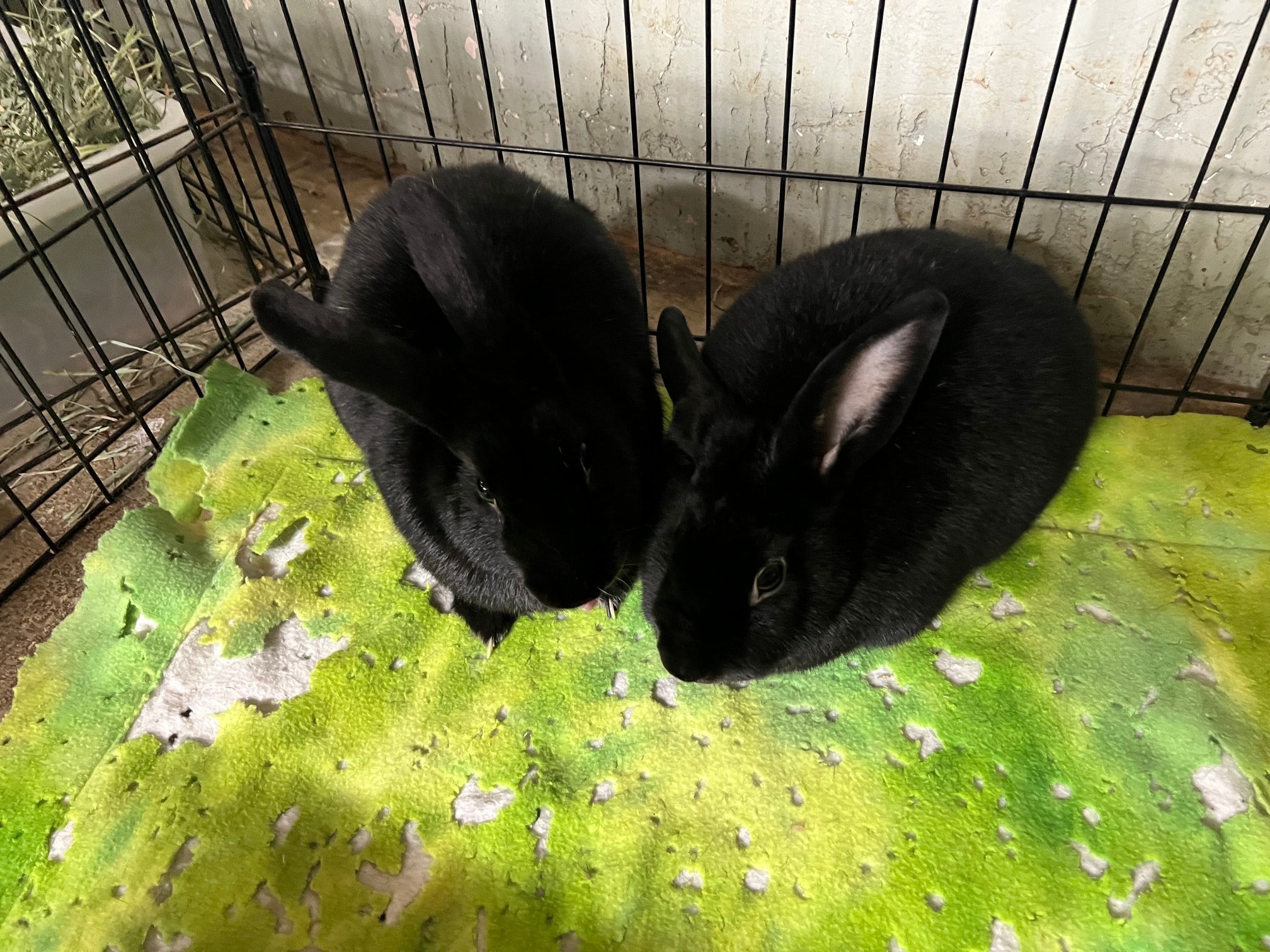 Ember & Blackberry