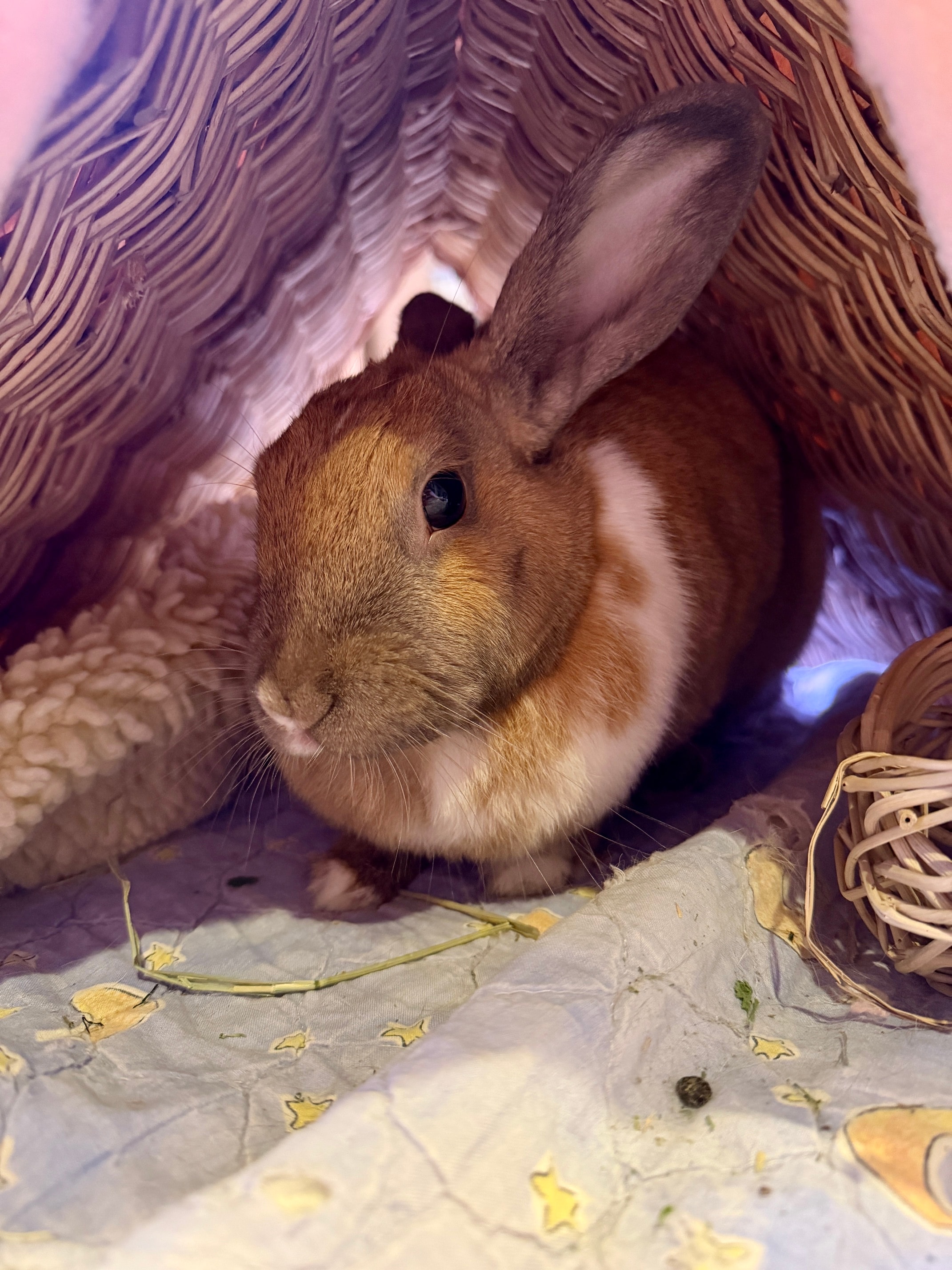 Honey Bunny