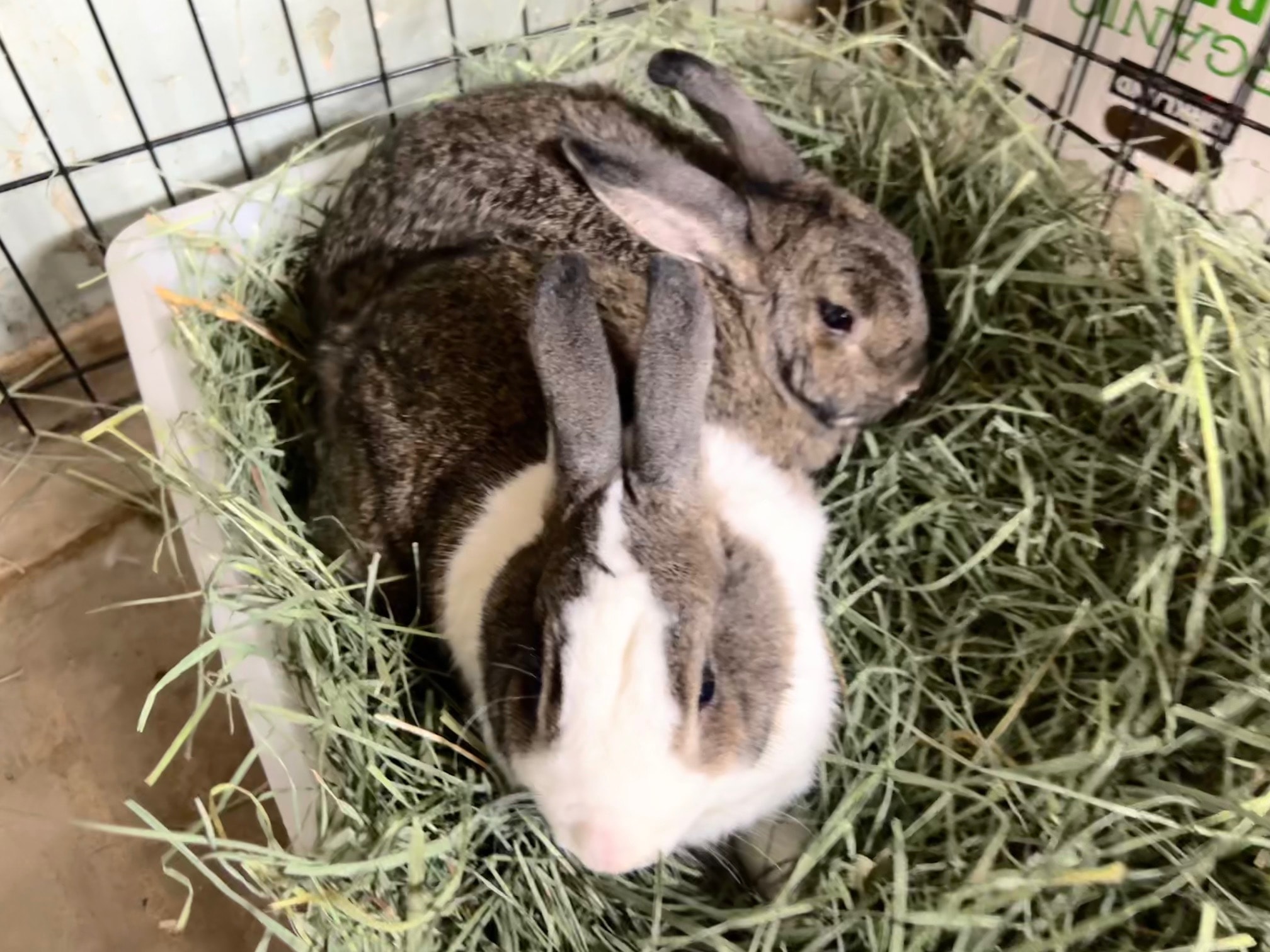 Turbo/Willy & Lily
