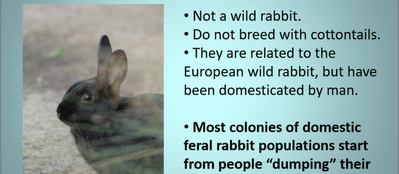 The Domestic Feral Bunny