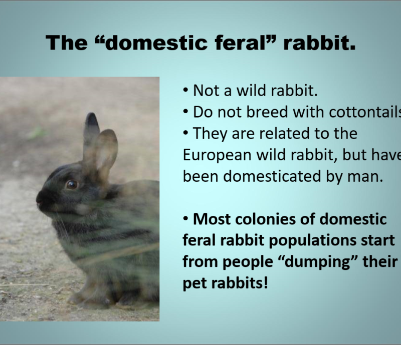 The Domestic Feral Bunny