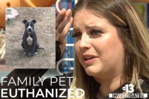 Family pet euthanized by careless Animal Foundation in Las Vegas